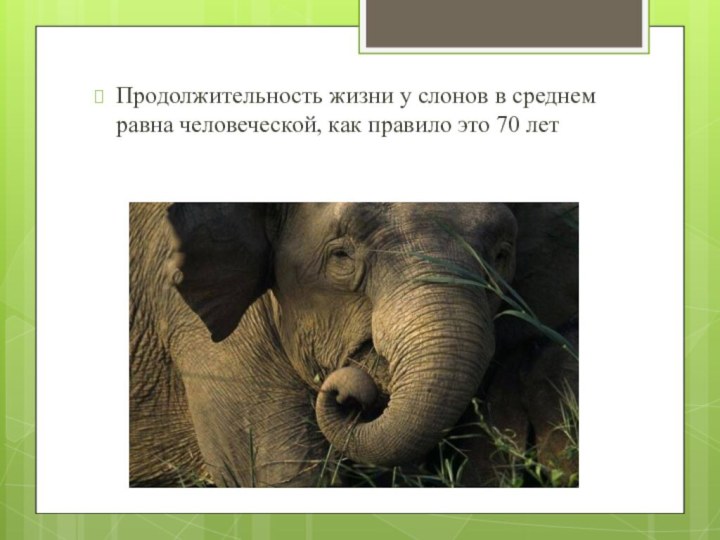 Продолжительность жизни у слонов в среднем равна человеческой, как правило это 70 лет