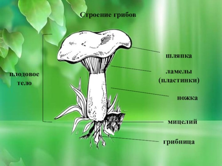 Строение грибовшляпкаламелы (пластинки)мицелийгрибницаплодовое телоножка