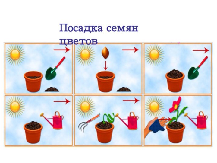 Посадка семян цветов