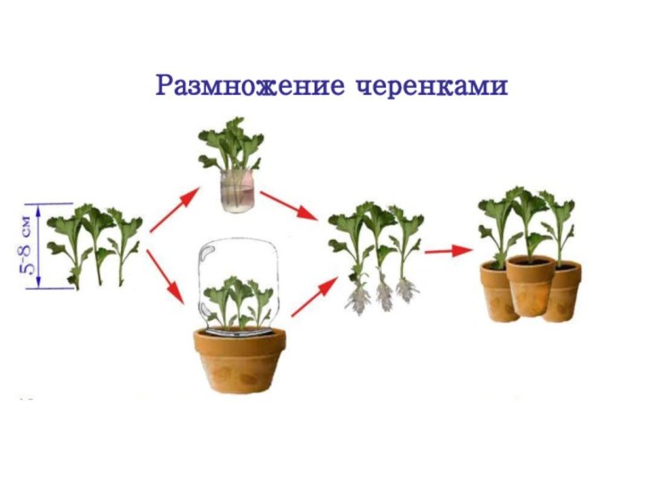 Размножение черенками