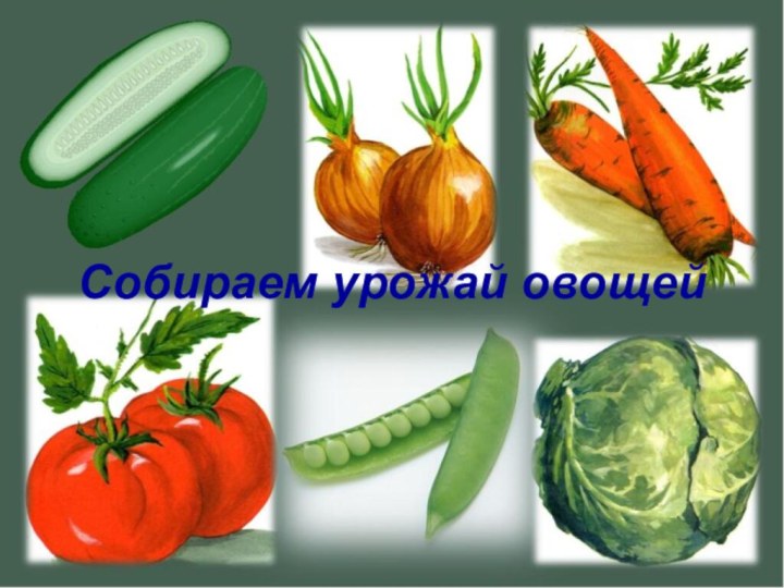 Собираем урожай овощей