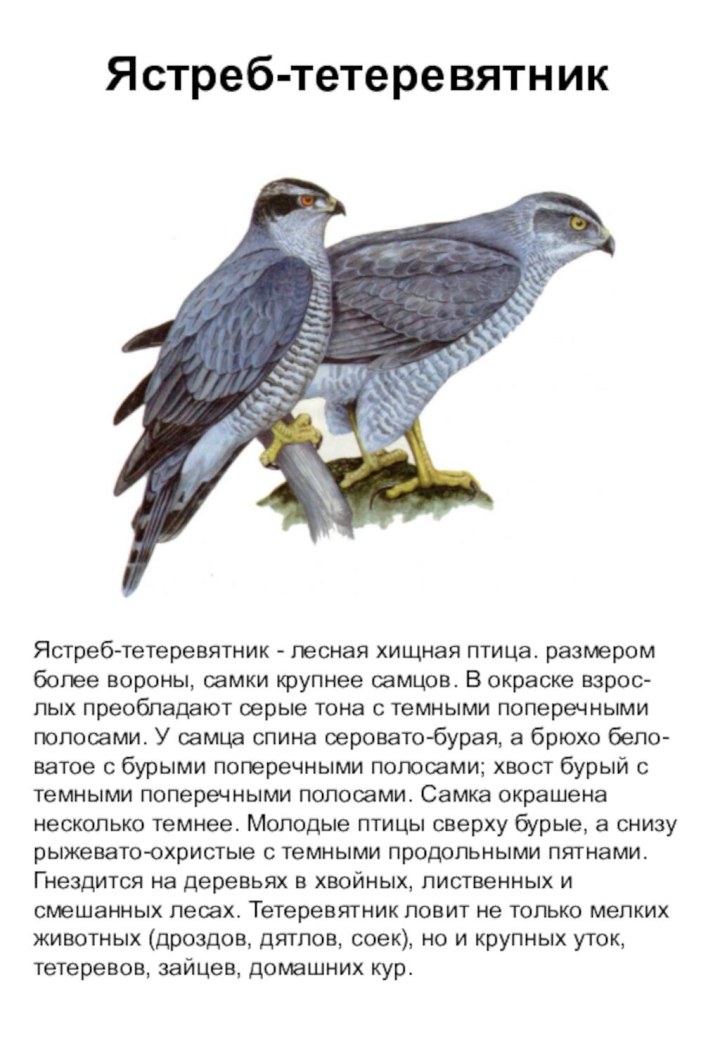 Ястреб-тетеревятник - лесная хищная птица. размером более вороны, самки крупнее самцов. В