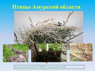 Внеклассное занятие Птицы Амурской области классный час