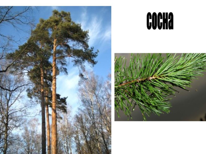 сосна