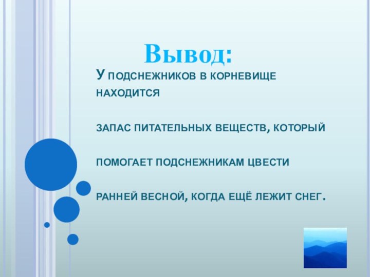 У подснежников в корневище находится   запас питательных веществ, который