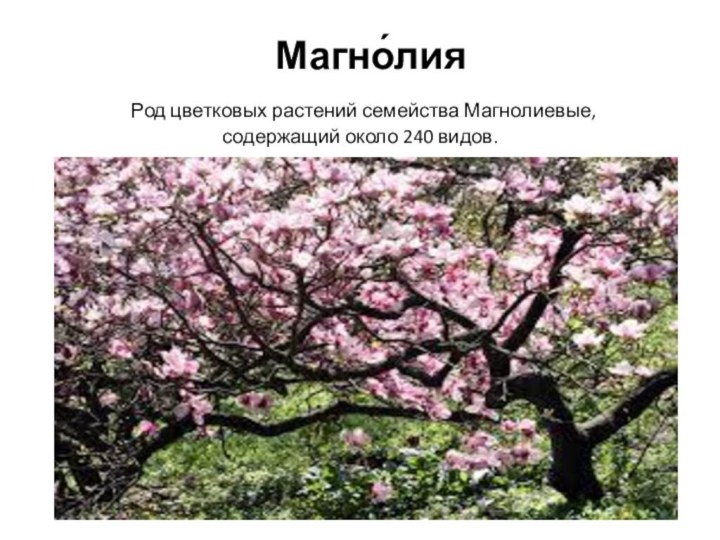 Магно́лия Род цветковых растений семейства Магнолиевые, содержащий около 240 видов.