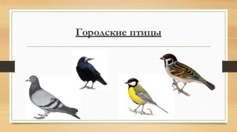 Конспект НОД Городские птицы план-конспект занятия по окружающему миру (средняя группа)