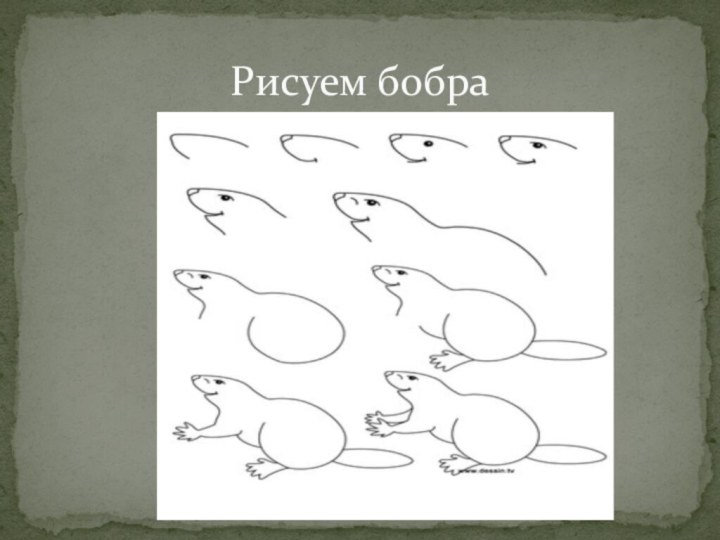 Рисуем бобра