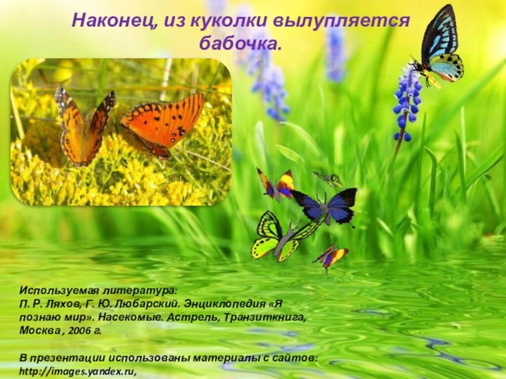 Наконец, из куколки вылупляется бабочка.Используемая литература:П. Р. Ляхов, Г. Ю. Любарский. Энциклопедия