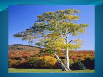 Люблю березку русскую проект (старшая группа)