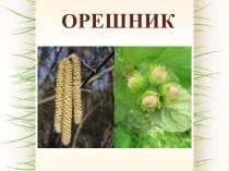 Учебно-методический комплект по окружающему миру Какие растения весной цвести торопятся. учебно-методический материал по окружающему миру (1 класс)