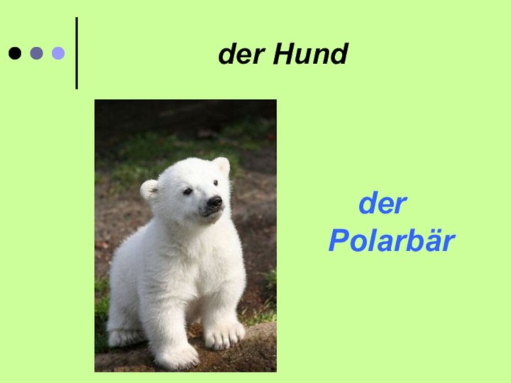 der Hund der Polarbär