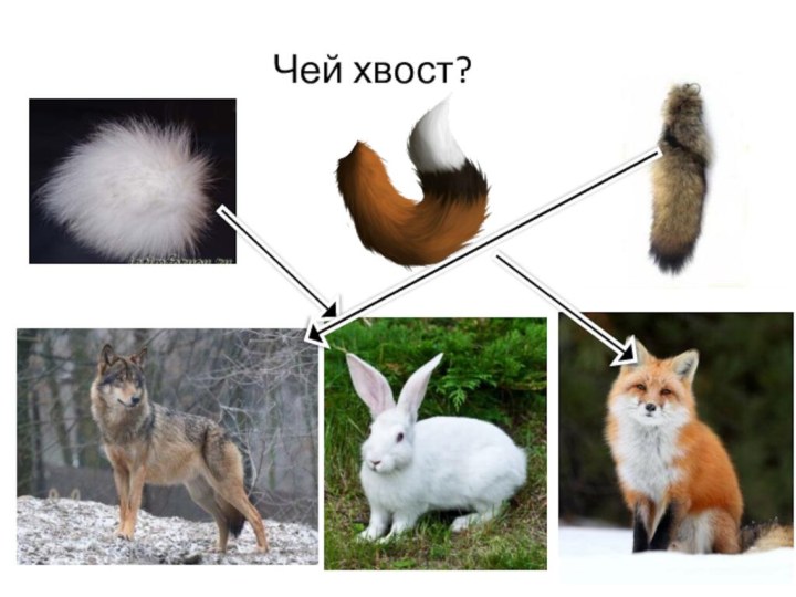 Чей хвост?