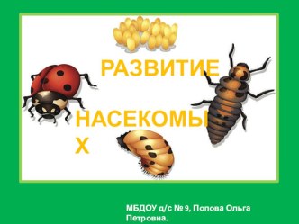 Развитие насекомых презентация к уроку по окружающему миру (подготовительная группа)
