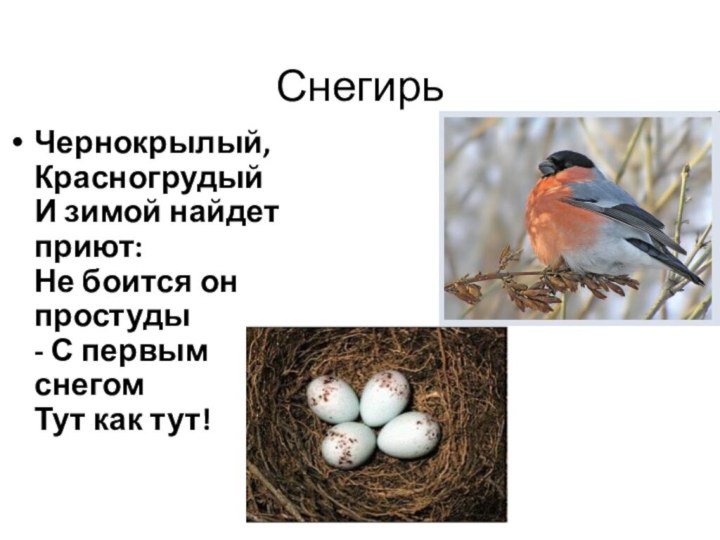 Снегирь Чернокрылый, Красногрудый И зимой найдет приют: Не боится он простуды -