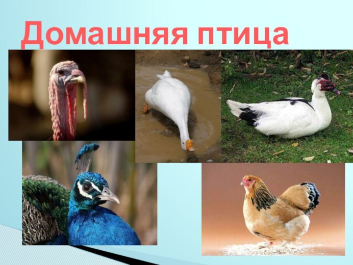 Домашняя птица