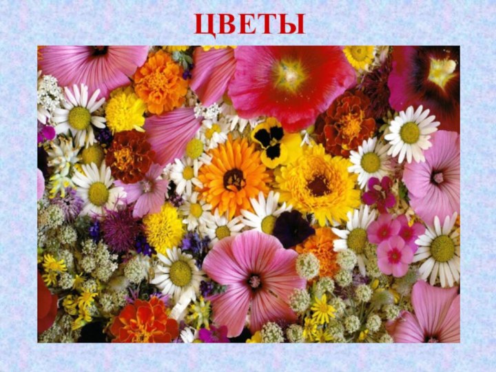 ЦВЕТЫ