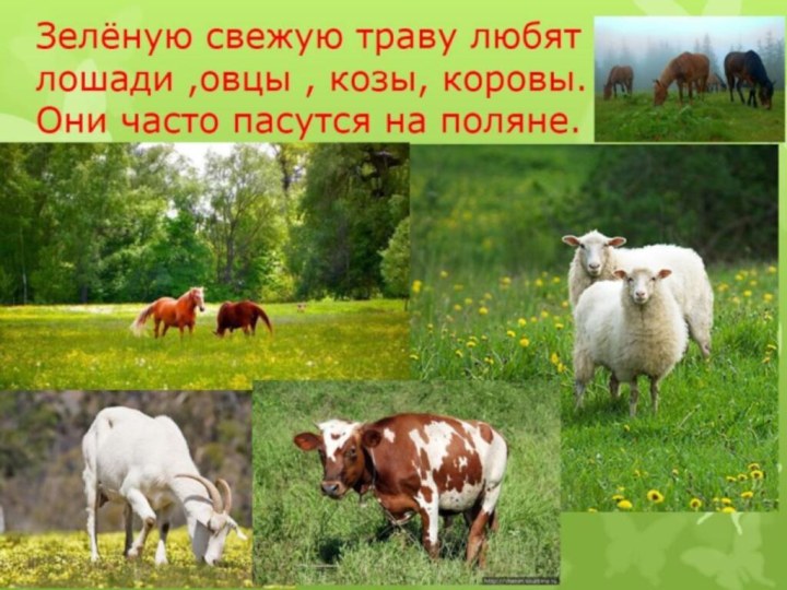 Зелёную свежую траву любят лошади ,овцы , козы, коровы. Они часто пасутся на поляне.