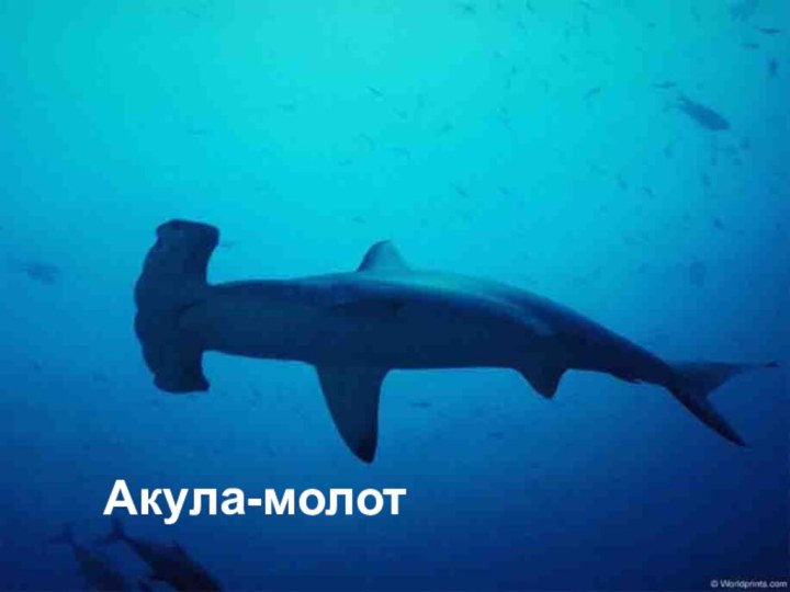 Акула-молот