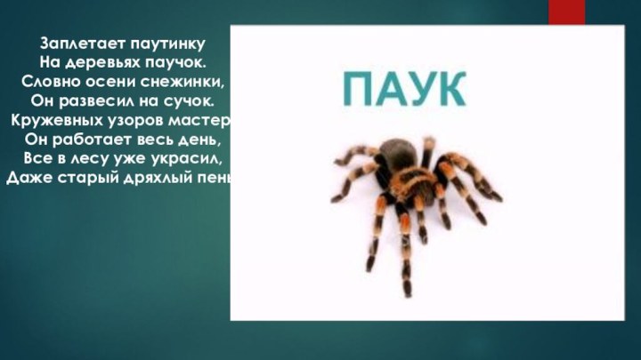 Заплетает паутинку На деревьях паучок. Словно осени снежинки, Он развесил на сучок.