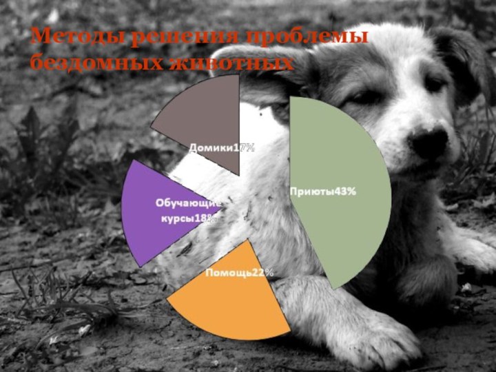 Методы решения проблемы бездомных животных