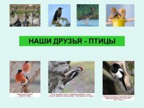Презентация Наши друзья - птицы презентация к уроку по окружающему миру (старшая группа)