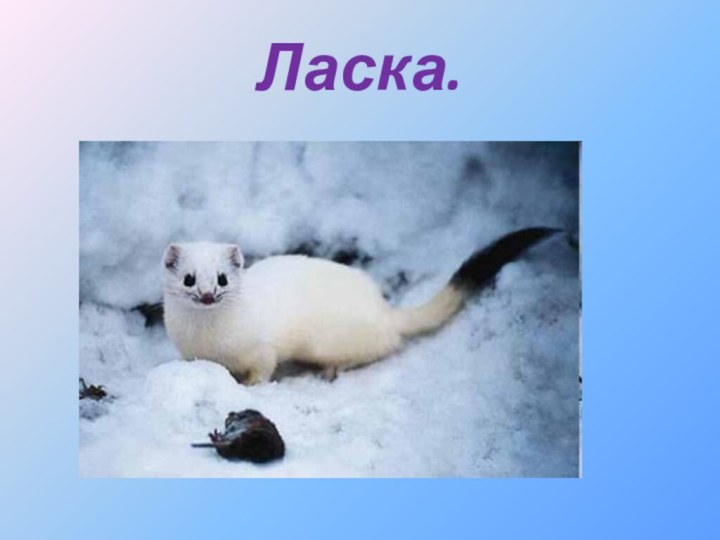 Ласка.