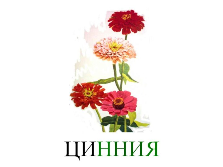 ЦИННИЯ