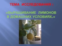 Исследовательская работа Выращивание лимонов в домашних условиях проект по окружающему миру (1 класс)