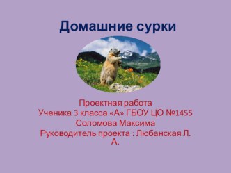 Домашние сурки презентация к уроку по окружающему миру (3 класс)