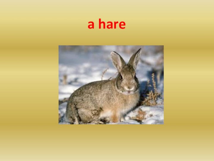 a hare