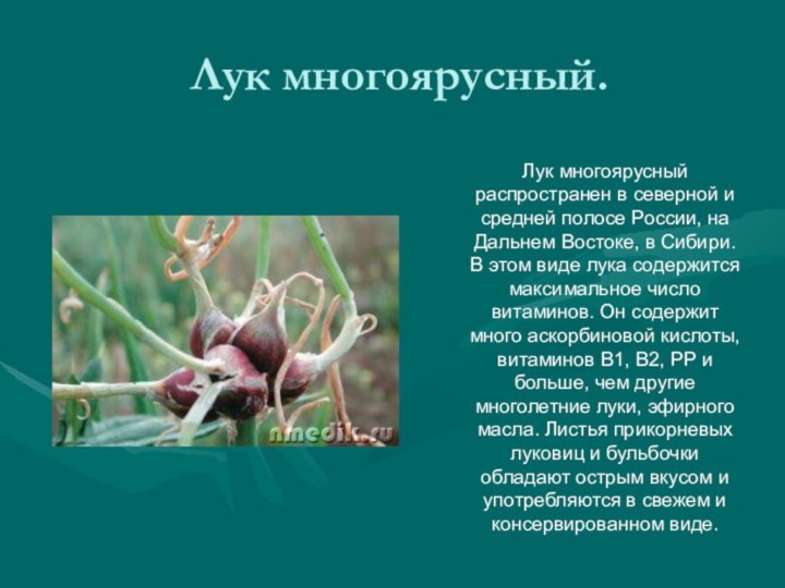 Лук многоярусный.Лук многоярусный распространен в северной и средней полосе России, на Дальнем