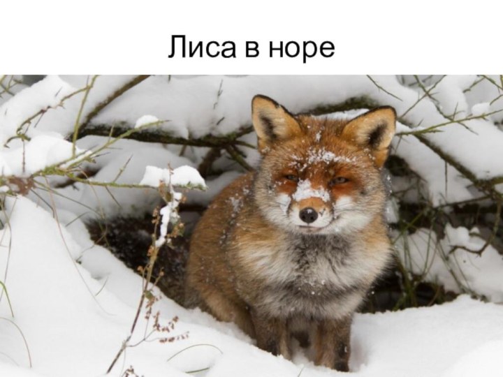 Лиса в норе