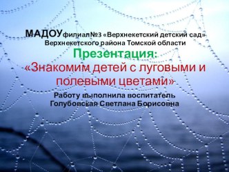 Презентация Знакомим детей с полевыми и луговыми цветами презентация к уроку (старшая группа)