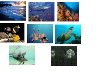 Конспект НОД Путешествие в подводный мир план-конспект занятия по окружающему миру (средняя группа)