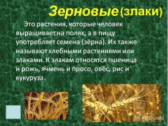 презентация Злаковые культуры презентация к уроку (подготовительная группа)