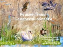 Редкие птицы Самарской области презентация к уроку по окружающему миру (4 класс)