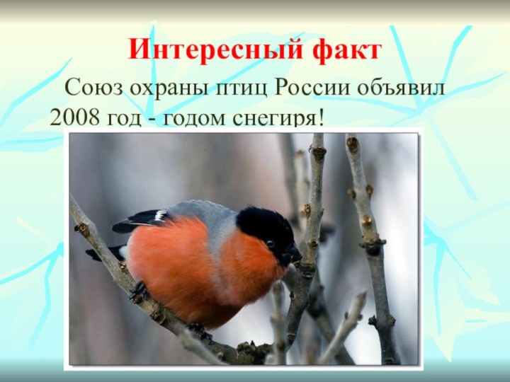 Интересный факт   Союз охраны птиц России объявил 2008 год - годом снегиря!