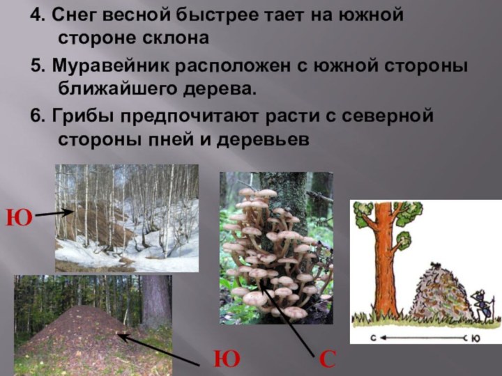 4. Снег весной быстрее тает на южной стороне склона 5. Муравейник расположен