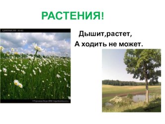 Растения. презентация к уроку по окружающему миру (2 класс) по теме