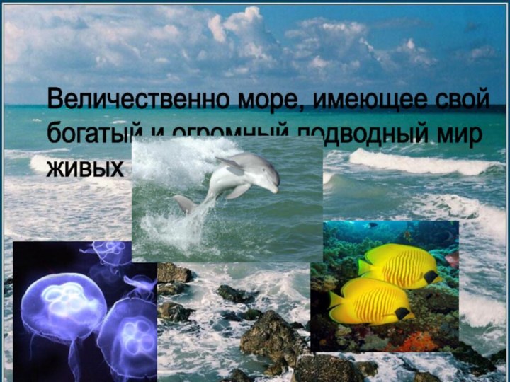 Величественно море, имеющее свой  богатый и огромный подводный мир  живых существ.