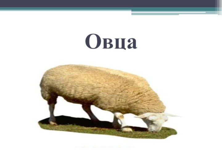 Овца