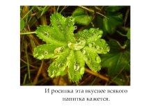 Призентация № 4 Л.Н.Толстой Какаябывает роса на траве презентация к уроку по чтению (3 класс)