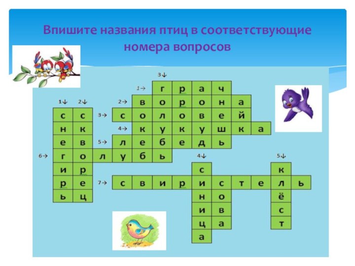 Впишите названия птиц в соответствующие номера вопросов