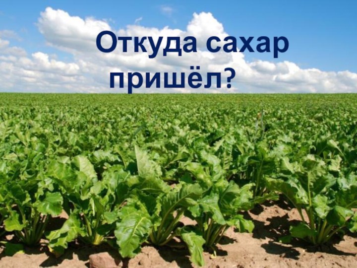 Откуда сахар пришёл?