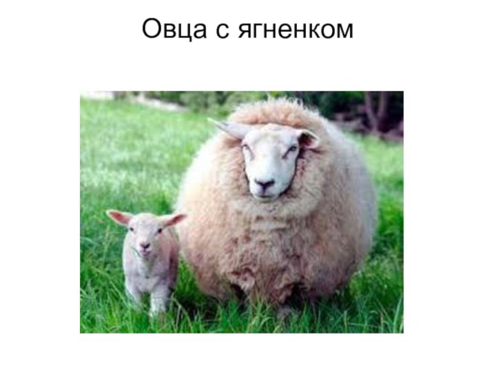 Овца с ягненком