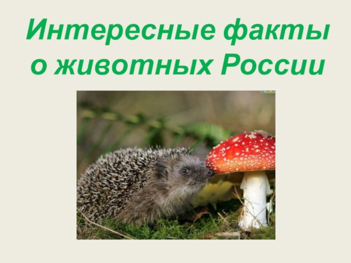 Интересные факты о животных России
