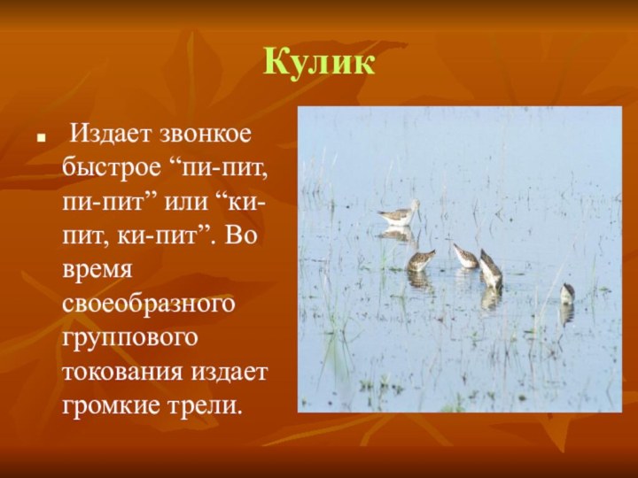 Кулик Издает звонкое быстрое “пи-пит, пи-пит” или “ки-пит, ки-пит”. Во время своеобразного группового