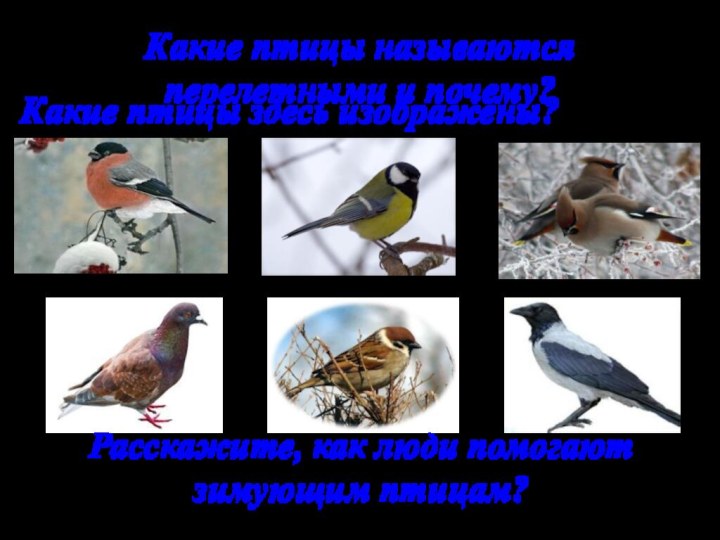 Какие птицы называются перелетными и почему?Какие птицы здесь изображены?Расскажите, как люди помогаютзимующим птицам?