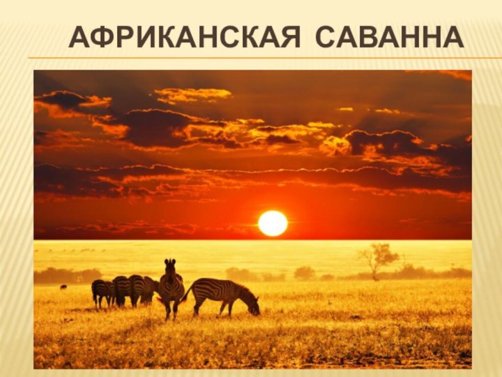 Африканская Саванна